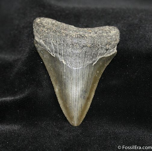 Inch Georgia Megalodon Tooth #698